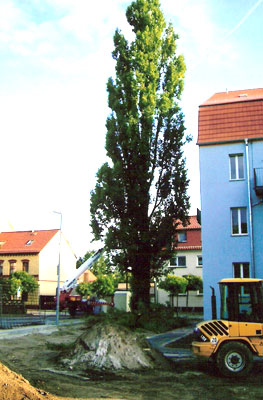 Baumfällungen  Galabau Schemmel - Lausitz / Bad Liebenwerda