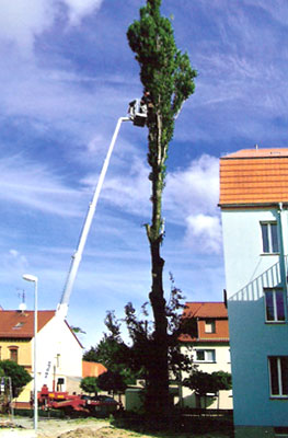 Baumfällungen  Galabau  Schemmel
               - Lausitz / Bad Liebenwerda